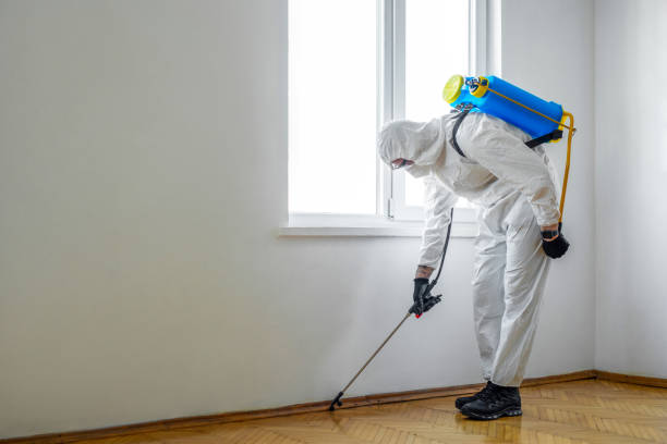Best Local Pest Control Services  in Campbell, MO