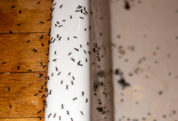 Best Mosquito Control Services  in Campbell, MO