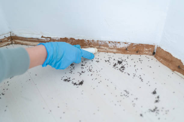 Best Wasp Removal Services  in Campbell, MO